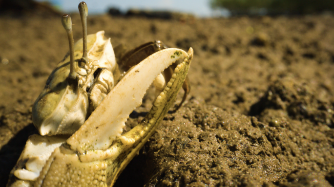 招潮蟹家园阳光早晨