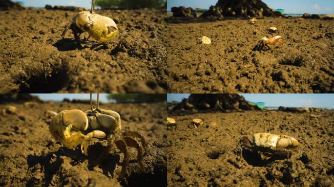 招潮蟹家园阳光早晨