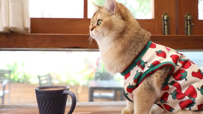 在咖啡店营业的可爱小猫