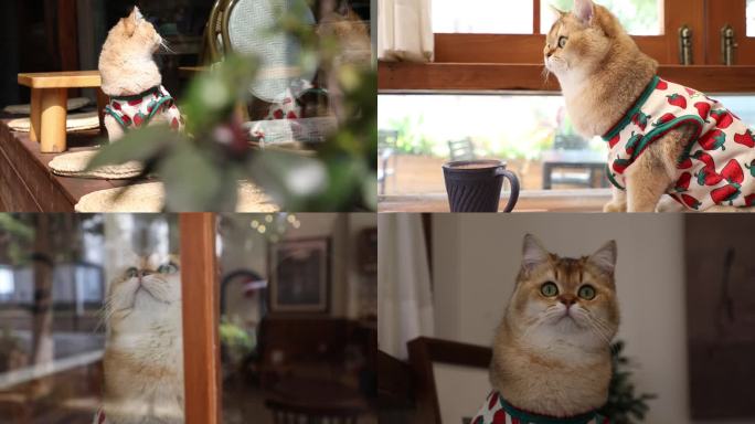 在咖啡店营业的可爱小猫