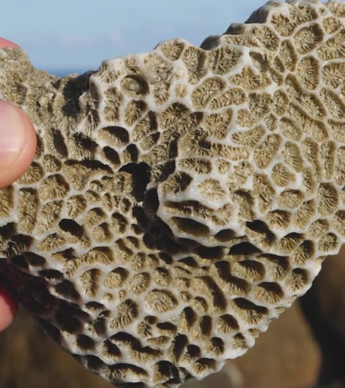 海洋生物学家在海边手持死珊瑚虫