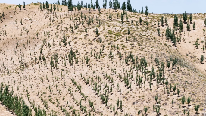 荒漠风沙治理荒漠植树造林生态保护