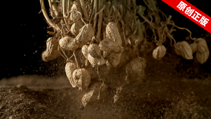 花生油花生米农业种植出土带泥土农产品