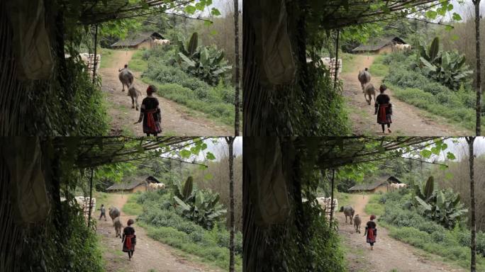 贫困山区的小孩放牛
