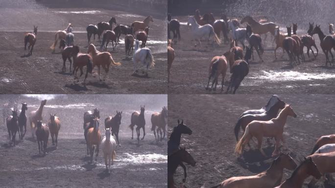 汗血宝马 骑马 马术 群马