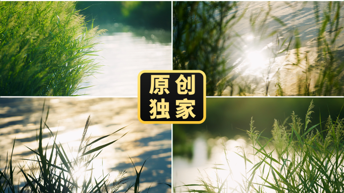 唯美湖面波光粼粼逆光水草绿色自然草丛阳光