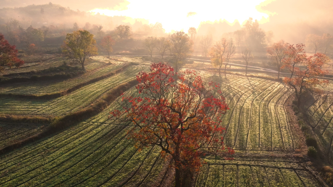 山林秋色自然风光航拍