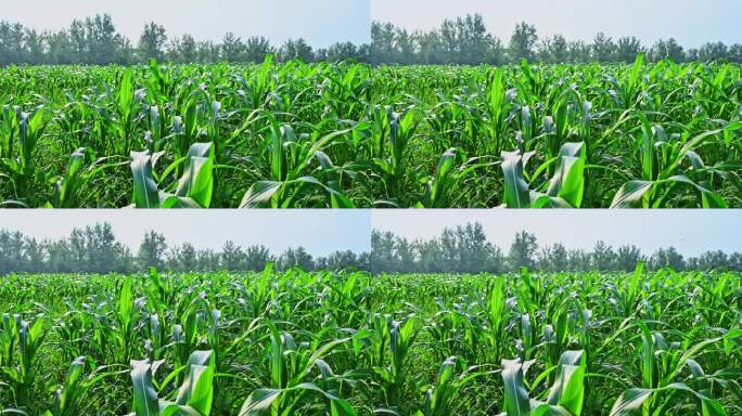 夏天阳光下生长的绿色玉米地农作物田地