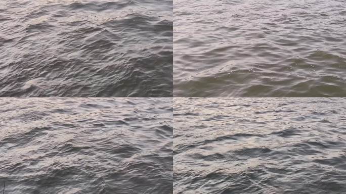 微风吹水边植物晨光水边微风吹水面江水河水