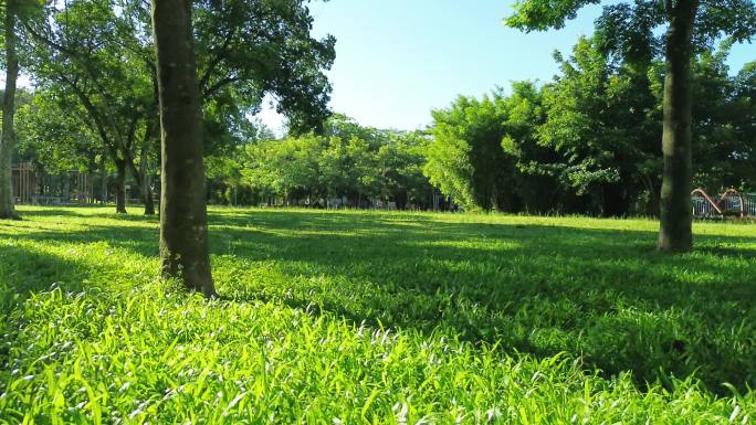 阳光穿过树木树枝树叶视频