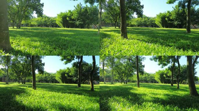 阳光穿过树木树枝树叶视频