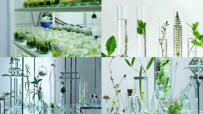科学育苗 实验室育苗