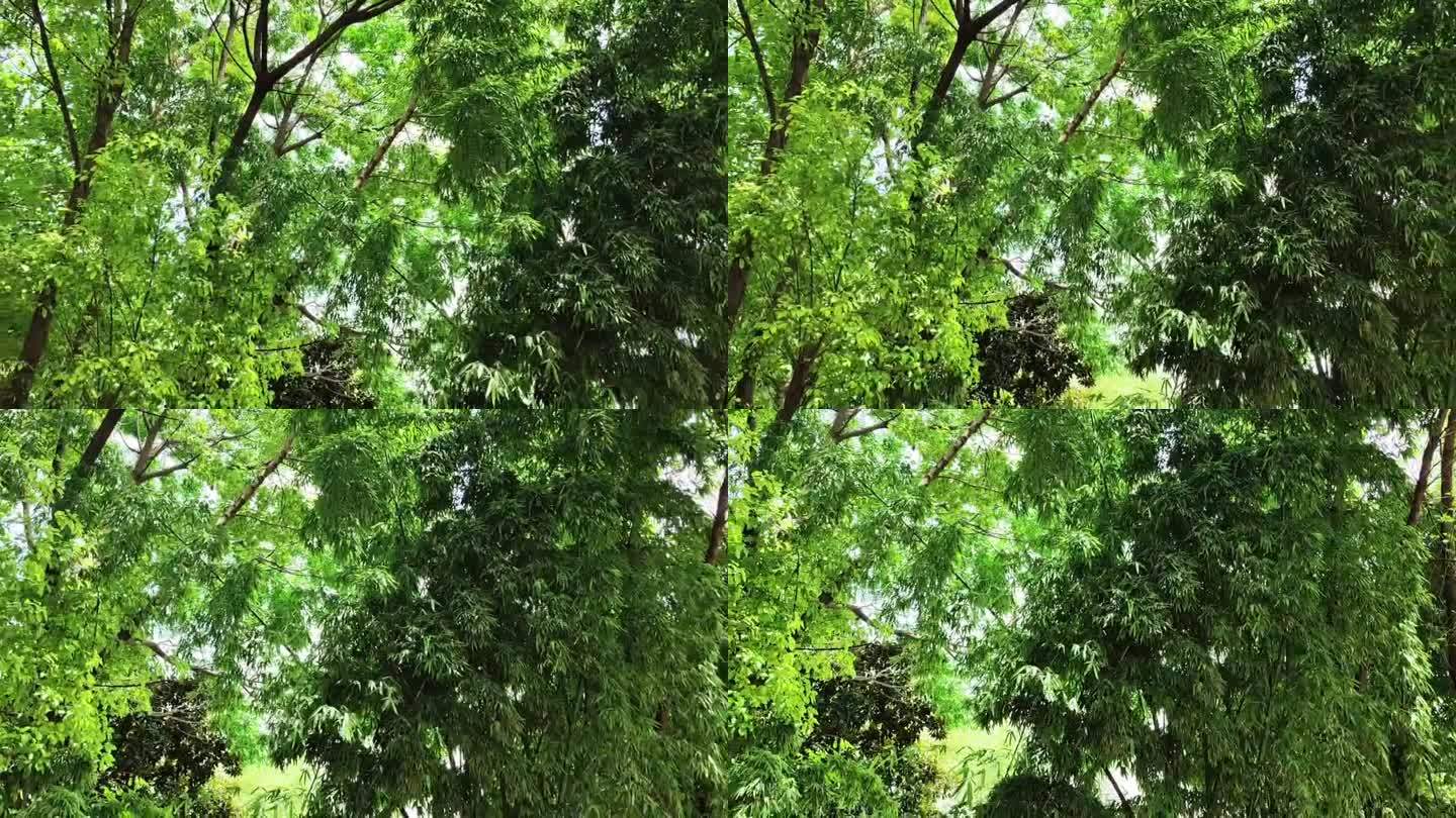 盛夏竹林里的知了鸣叫