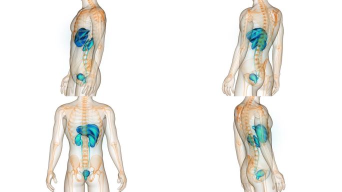 人体内脏、肝脏与泌尿系统解剖动画概念