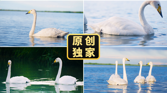 天鹅戏水野生鸟类水鸟湿地自然生态湖水湖面