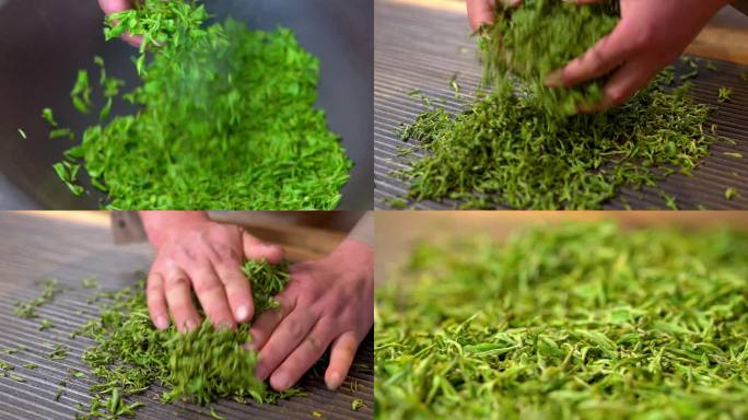 制茶 茶叶 黄山毛峰 绿茶 手作