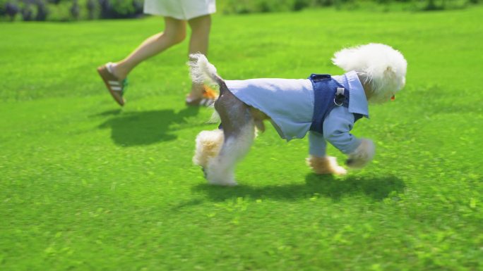 遛狗 草地遛狗 宠物狗 公园遛狗生活放松