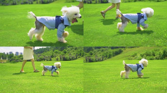 遛狗 草地遛狗 宠物狗 公园遛狗生活放松