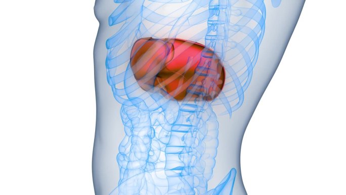 人体内部消化器官肝脏解剖动画概念