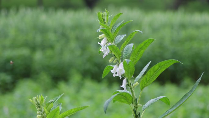 芝麻 芝麻种植基地 芝麻开花 农业