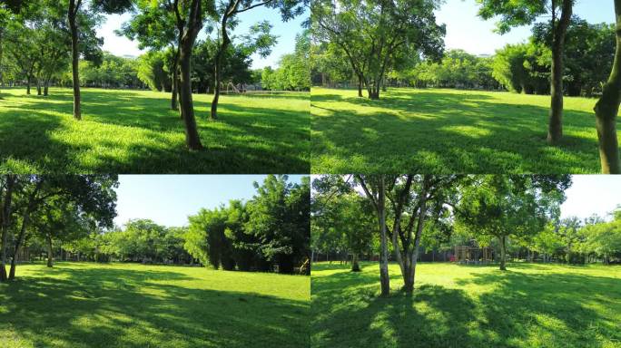 阳光穿过树木树枝树叶视频