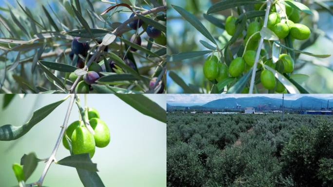 油橄榄 橄榄油 橄榄树