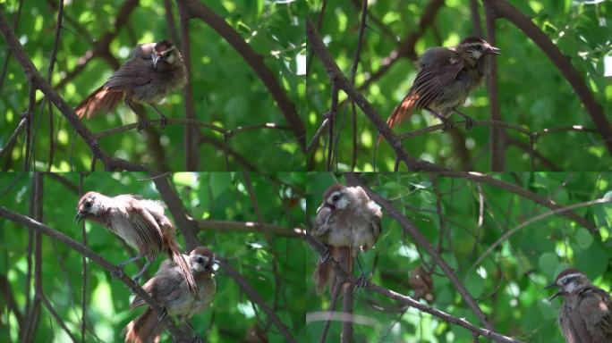 白颊噪鹛幼鸟4K