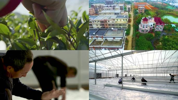 种植培养 农业发展 蔬菜大棚