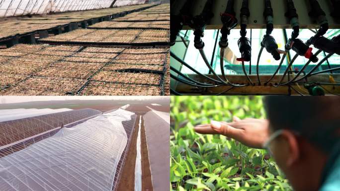 种植培养 农业发展 蔬菜大棚