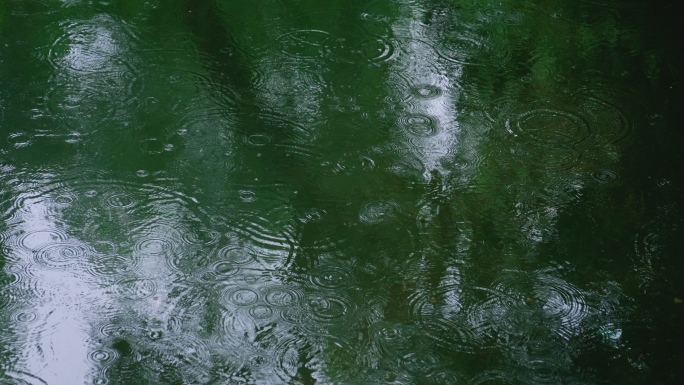 下雨天雨滴雨水树叶荷花谷雨惊蛰意境空镜