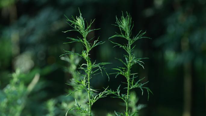 植物蒌蒿特写光影