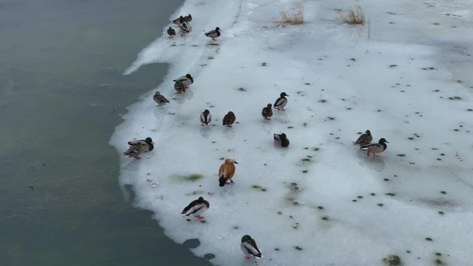 残雪消融的湿地湖泊水鸭子