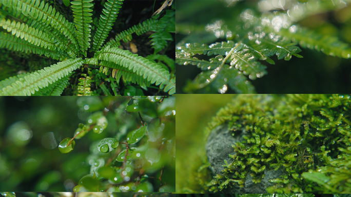 微距 植被 生态 秘境