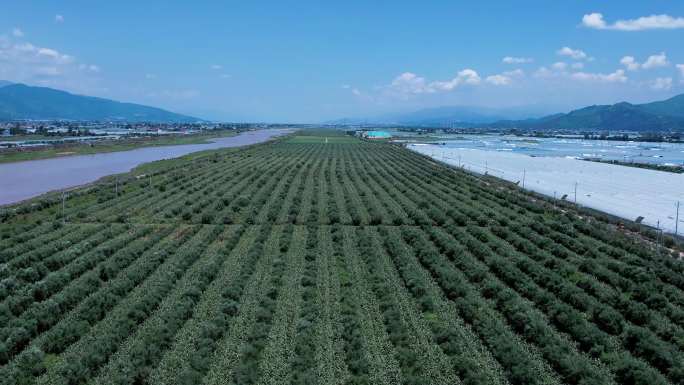 油橄榄 橄榄油 橄榄树