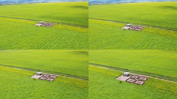 青海门源万亩油菜花田蜂场航拍