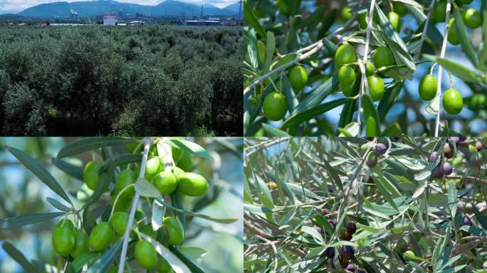 油橄榄 橄榄油 橄榄树