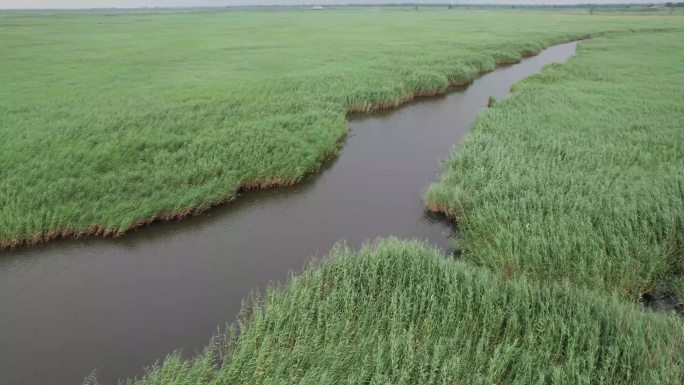 50盘锦市鹤乡红海滩芦苇大洼辽滨湿地