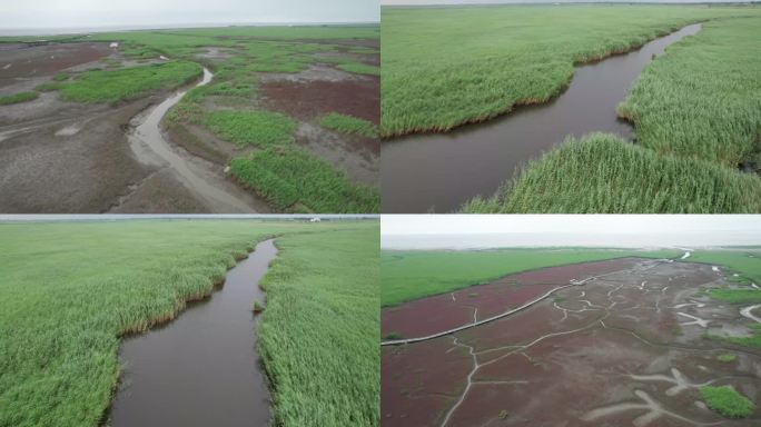 50盘锦市鹤乡红海滩芦苇大洼辽滨湿地