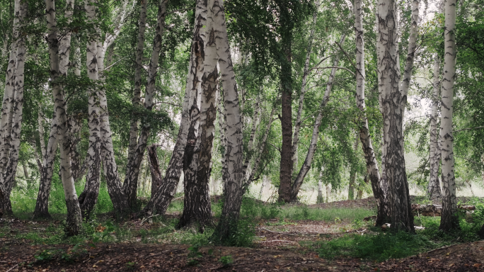 白桦林 天然白桦林 我的阿勒泰白桦林