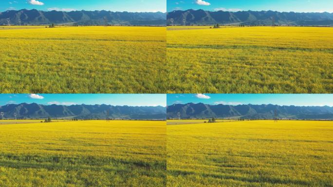 青海门源万亩油菜花田航拍