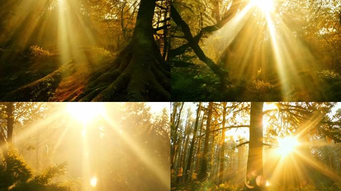 金色阳光照射在森林的空地上
