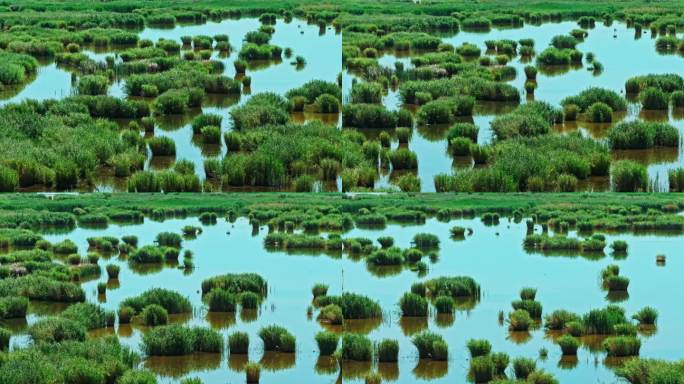 新疆博斯腾湖的湿地