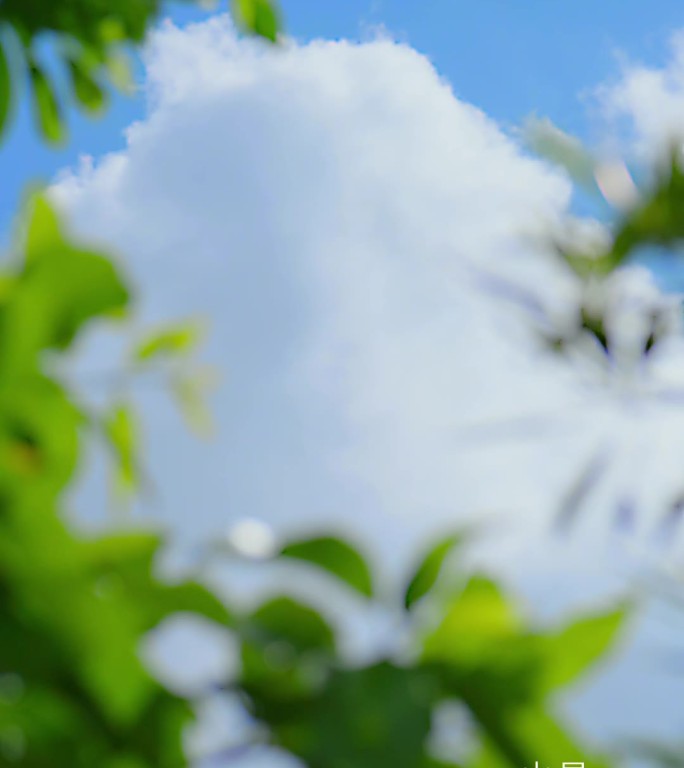绿叶森林天空