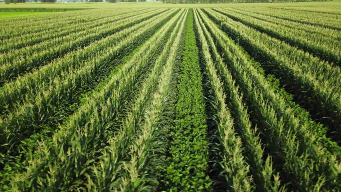 4K复合种植玉米大豆套种