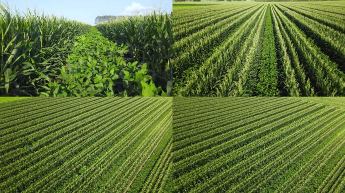 4K复合种植玉米大豆套种