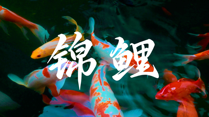 锦鲤