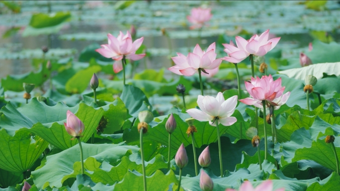 荷花 莲花 夏天