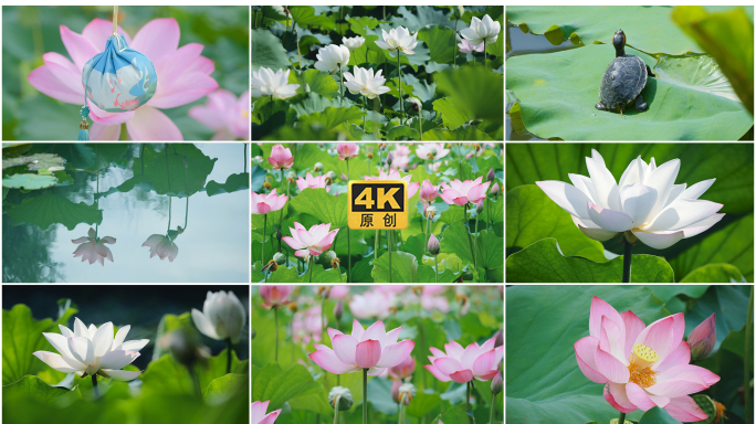 荷花 莲花 夏天