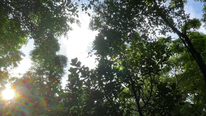 4K 高清 深圳 城市 公园 树木 休闲