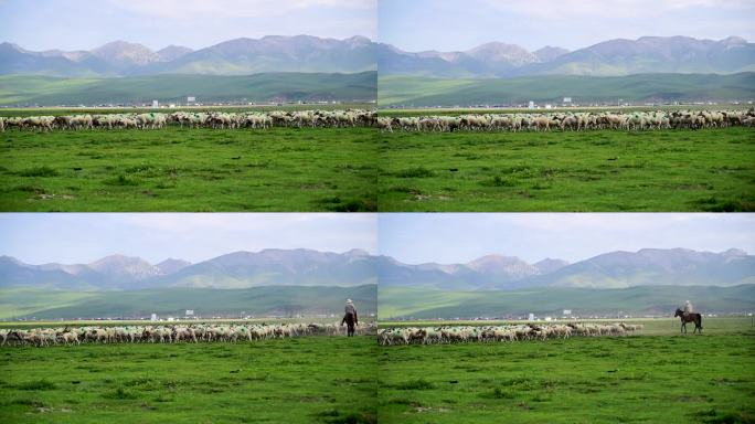 青藏高原草原绵羊成群牧民骑马放牧